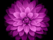 Awais